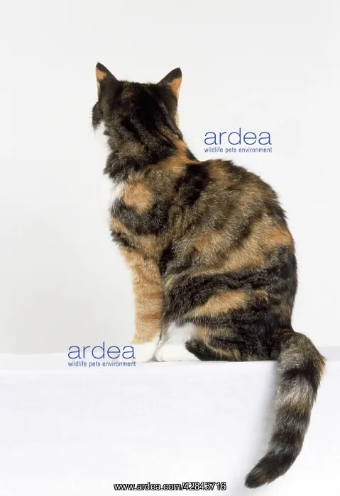 : CAT - Tortoiseshell and white, sitting : CAT - Tortoiseshell and white, sitting