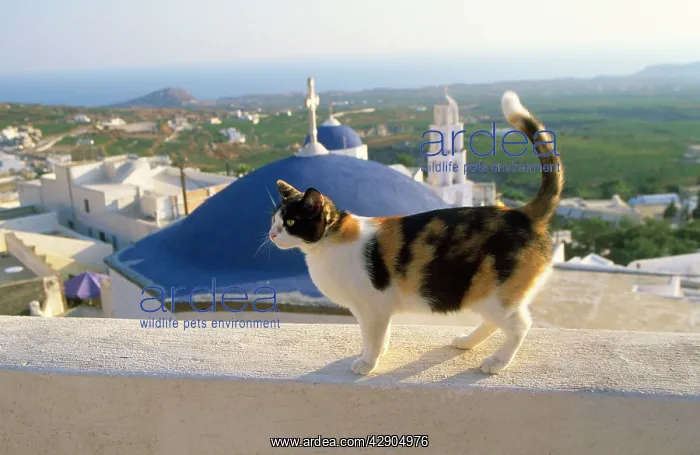 : CAT- Tortoiseshell & white, town in background : CAT- Tortoiseshell & white, town in background