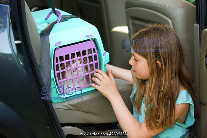 : Cat - being transported in cat basket / carrier : Cat - being transported in cat basket / carrier