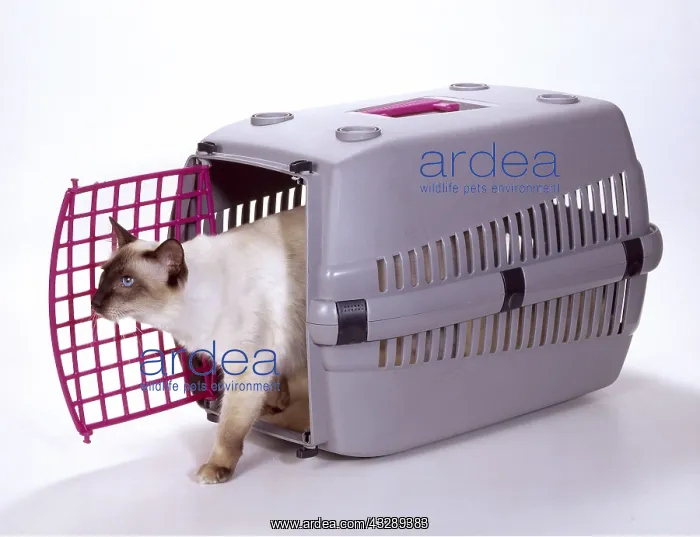 : CAT - IN TRAVEL BASKET : CAT - IN TRAVEL BASKET