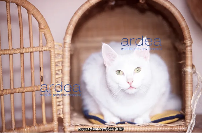 : CAT - IN TRAVELLING BASKET : CAT - IN TRAVELLING BASKET