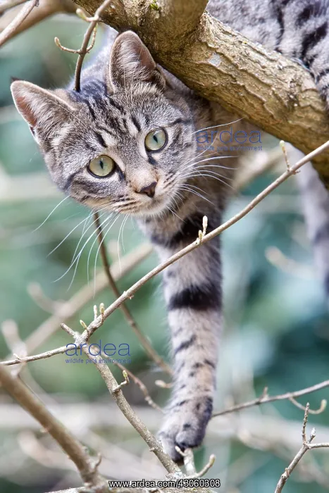 : Cat go down from a tree Alsace France : Cat go down from a tree Alsace France