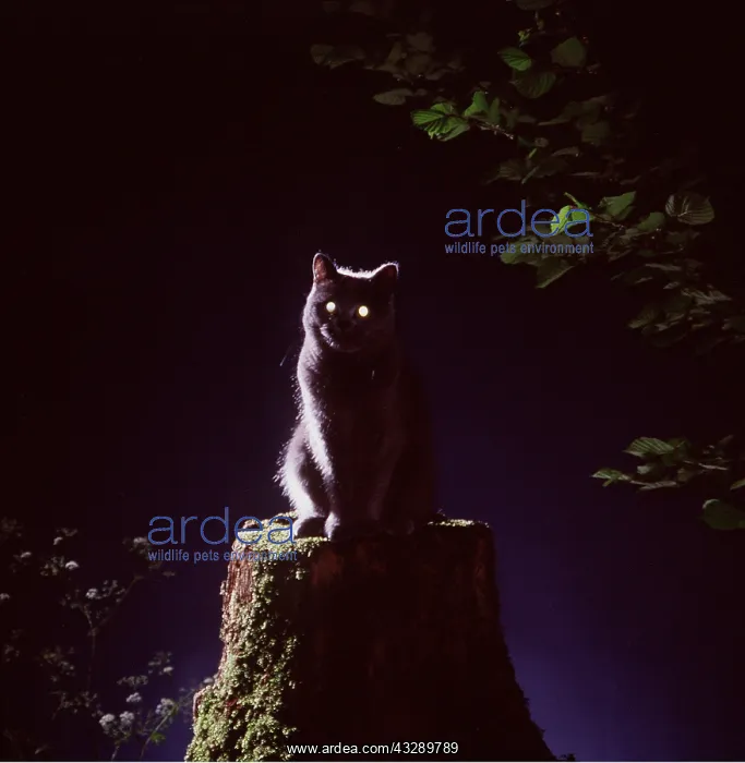 : CAT ON TREE STUMP -NIGHT : CAT ON TREE STUMP -NIGHT