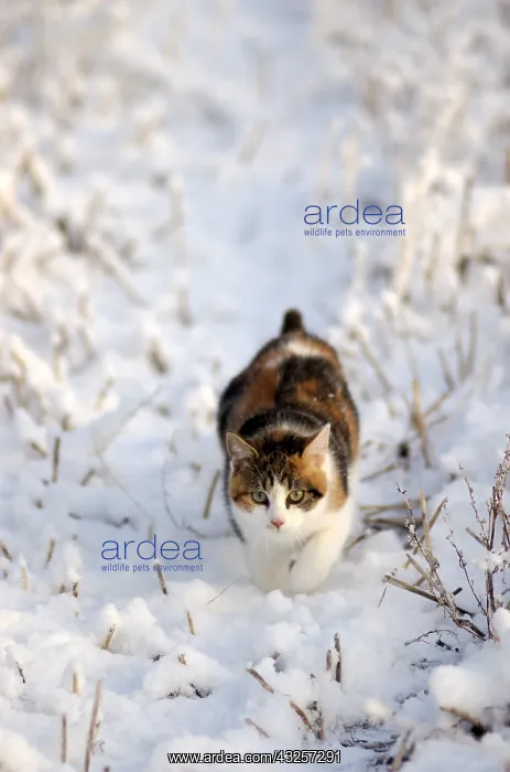 : Cat - Tricolour cat in a field covered with snow in winter : Cat - Tricolour cat in a field covered with snow in winter