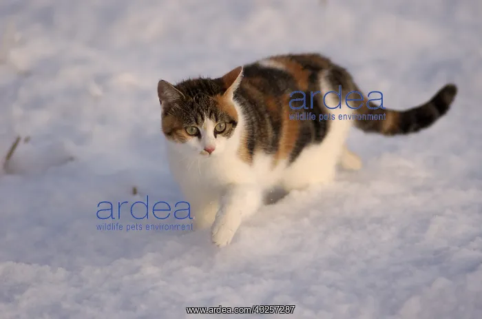 : Cat - Tricolour she-cat in snow in winter : Cat - Tricolour she-cat in snow in winter