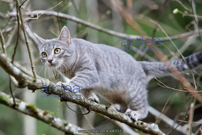 : Cat tuned to a branch Alsace France : Cat tuned to a branch Alsace France