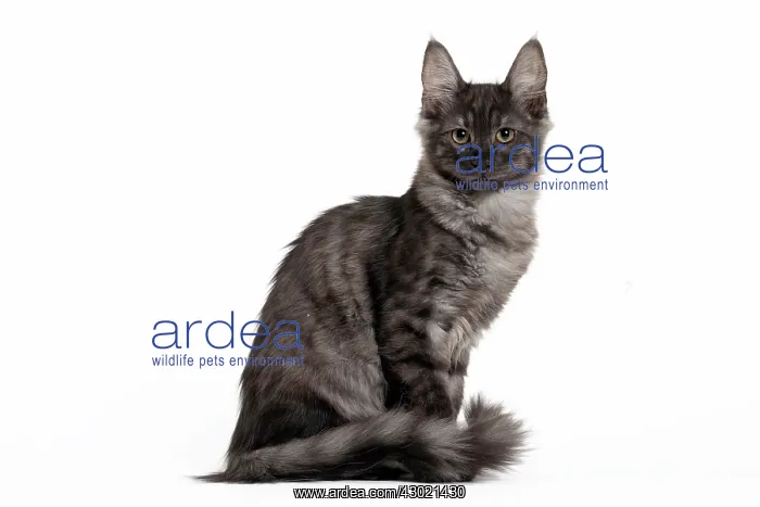  : Cat Turkish Angora 4 month old kitten