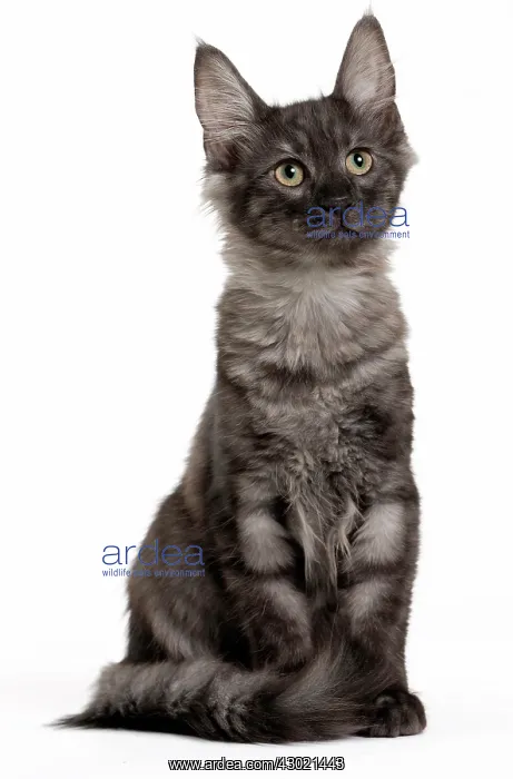  : Cat Turkish Angora 4 month old kitten