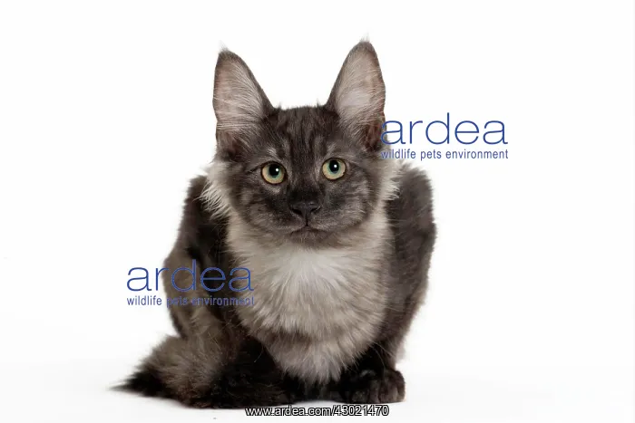  : Cat Turkish Angora 4 month old kitten