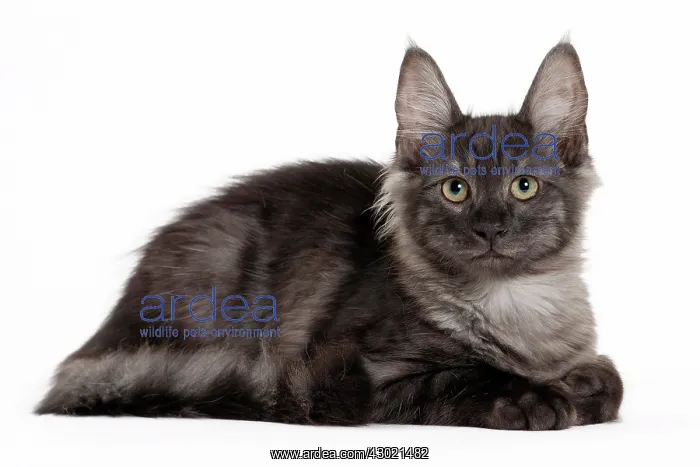  : Cat Turkish Angora 4 month old kitten