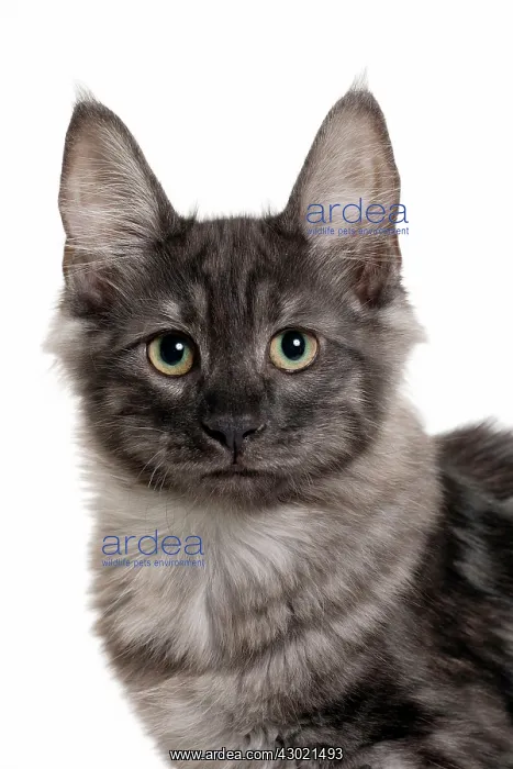  : Cat Turkish Angora 4 month old kitten