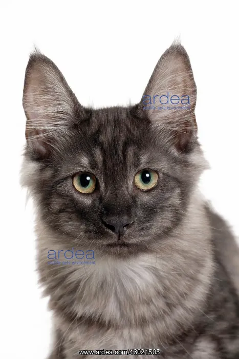  : Cat Turkish Angora 4 month old kitten