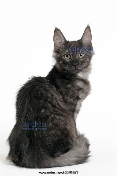  : Cat Turkish Angora 4 month old kitten
