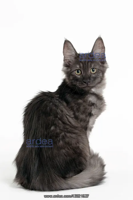  : Cat Turkish Angora 4 month old kitten