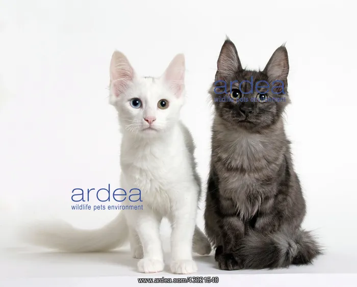 : Cat Turkish Angora 4 month old kitten
