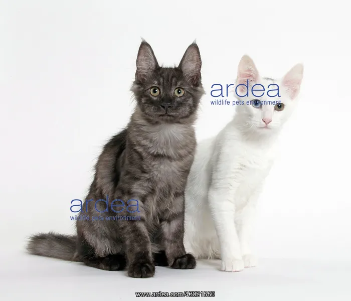  : Cat Turkish Angora 4 month old kitten