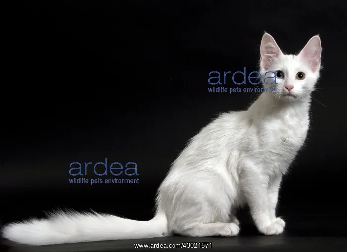  : Cat Turkish Angora 4 month old kitten