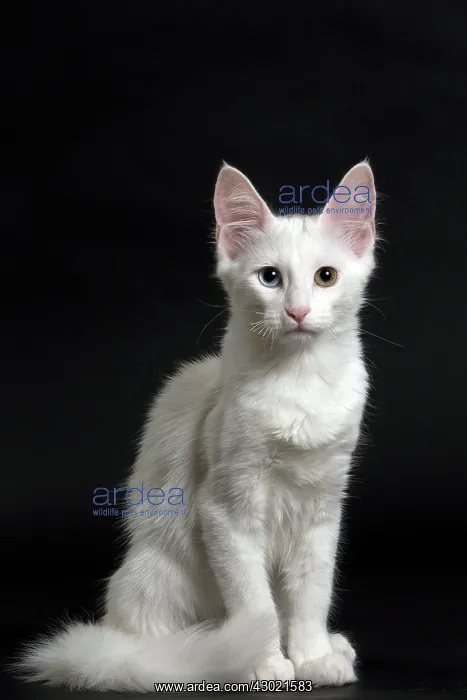  : Cat Turkish Angora 4 month old kitten