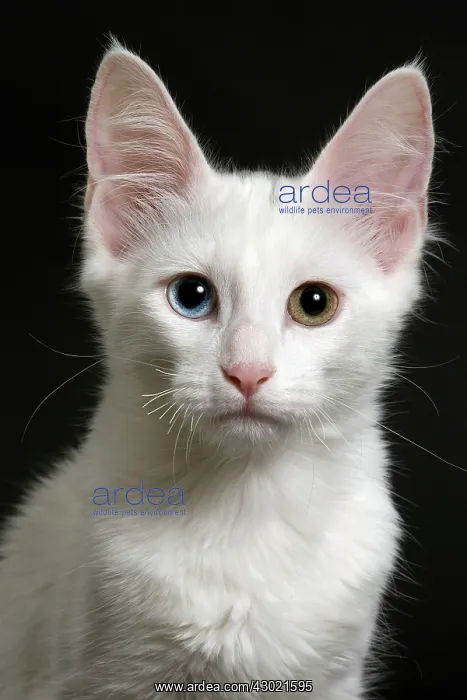 : Cat Turkish Angora 4 month old kitten : Cat Turkish Angora 4 month old kitten