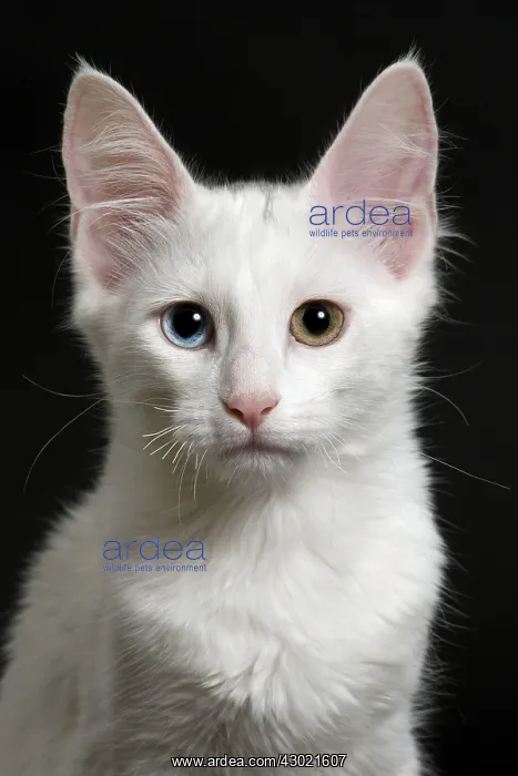 : Cat Turkish Angora 4 month old kitten : Cat Turkish Angora 4 month old kitten