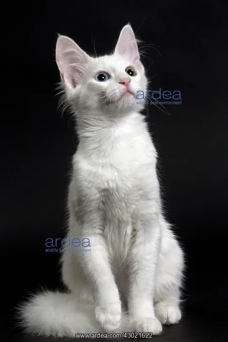  : Cat Turkish Angora 4 month old kitten