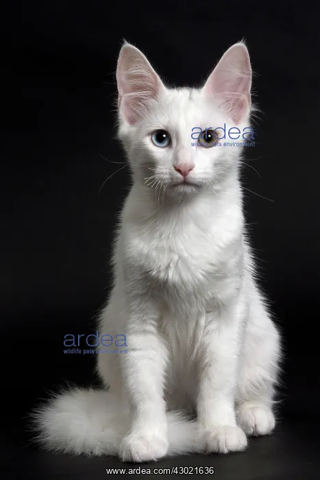 : Cat Turkish Angora 4 month old kitten : Cat Turkish Angora 4 month old kitten