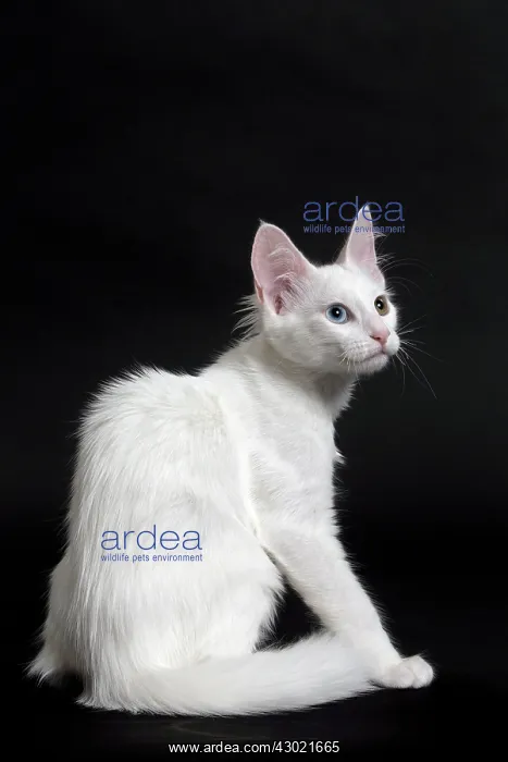  : Cat Turkish Angora 4 month old kitten