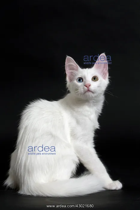  : Cat Turkish Angora 4 month old kitten