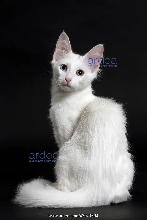 : Cat Turkish Angora 4 month old kitten : Cat Turkish Angora 4 month old kitten