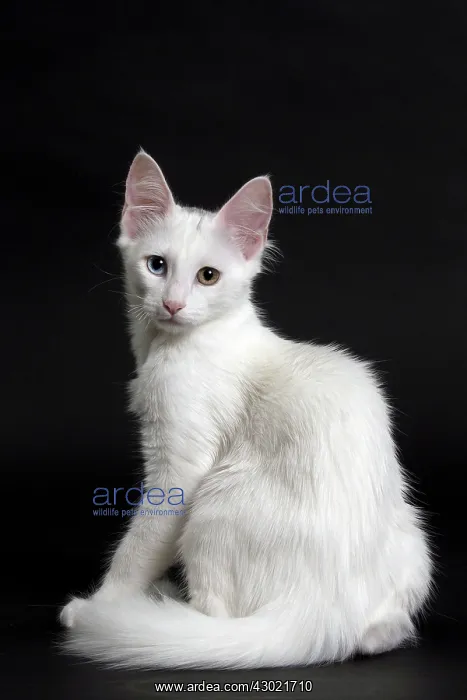 : Cat Turkish Angora 4 month old kitten : Cat Turkish Angora 4 month old kitten