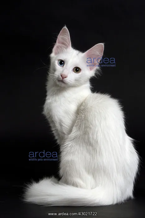 : Cat Turkish Angora 4 month old kitten : Cat Turkish Angora 4 month old kitten