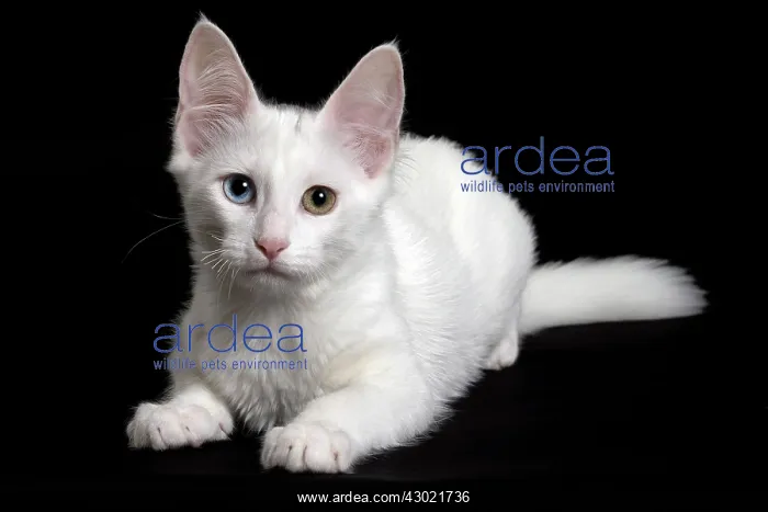 : Cat Turkish Angora 4 month old kitten : Cat Turkish Angora 4 month old kitten