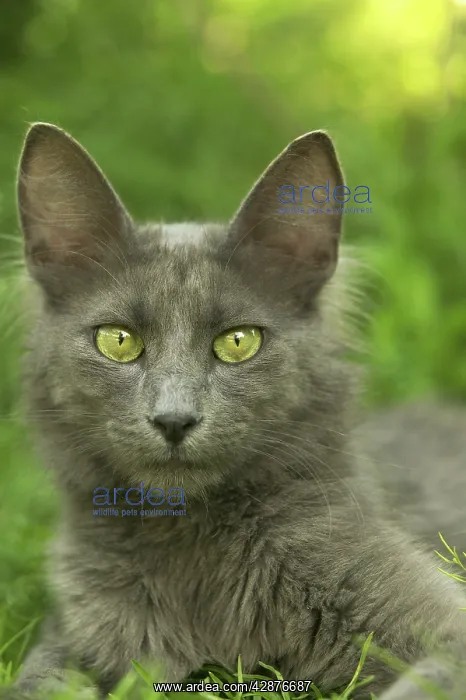 : Cat - Turkish Angora : Cat - Turkish Angora