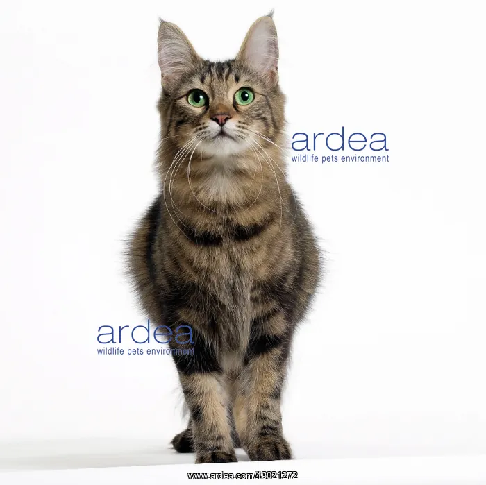  : Cat Turkish Angora