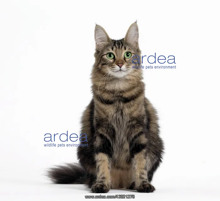  : Cat Turkish Angora