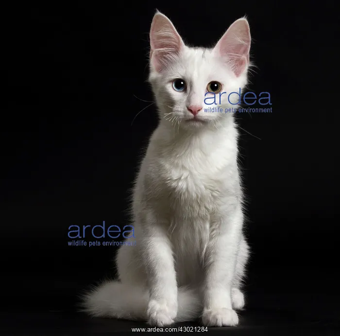  : Cat Turkish Angora
