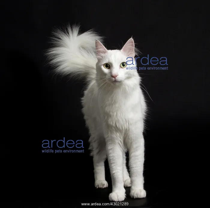  : Cat Turkish Angora