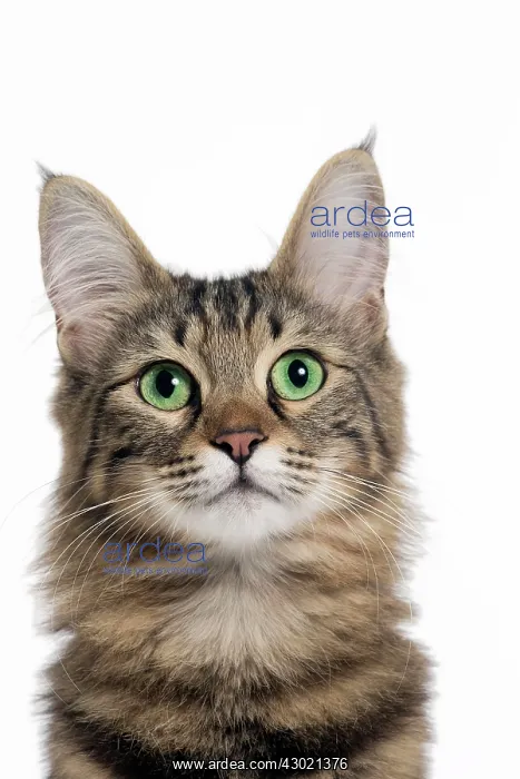  : Cat Turkish Angora