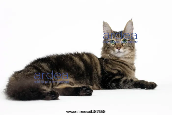  : Cat Turkish Angora