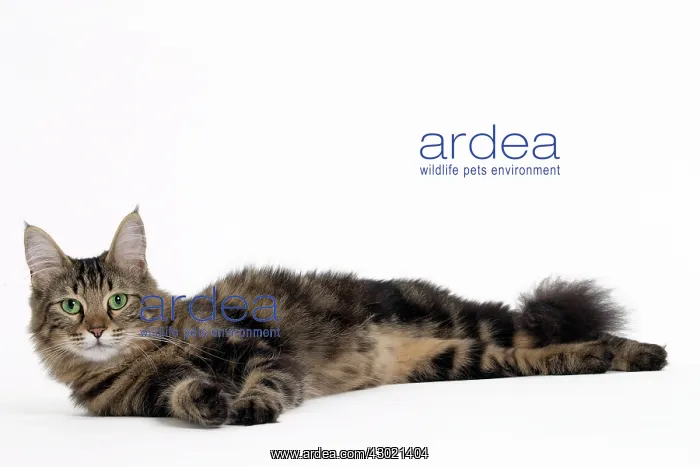  : Cat Turkish Angora