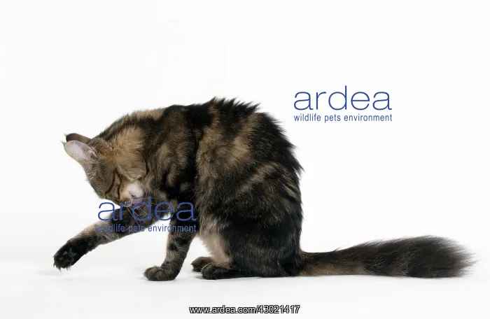  : Cat Turkish Angora