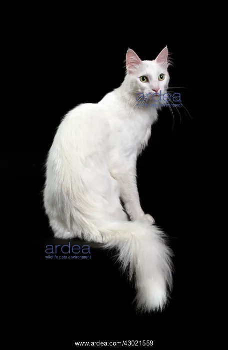  : Cat Turkish Angora