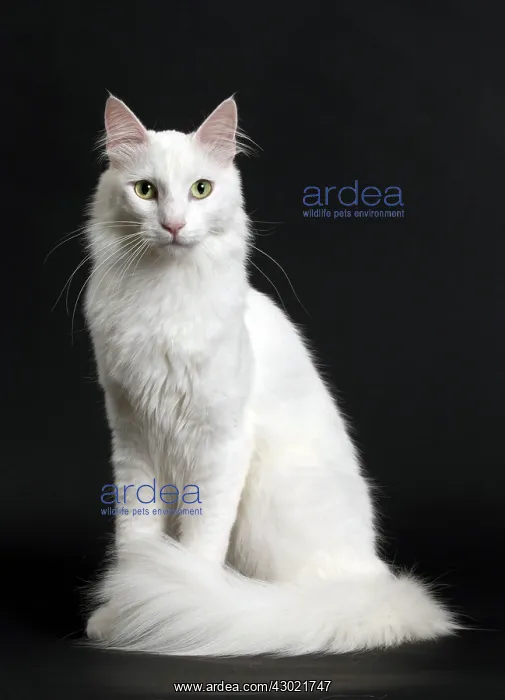  : Cat Turkish Angora