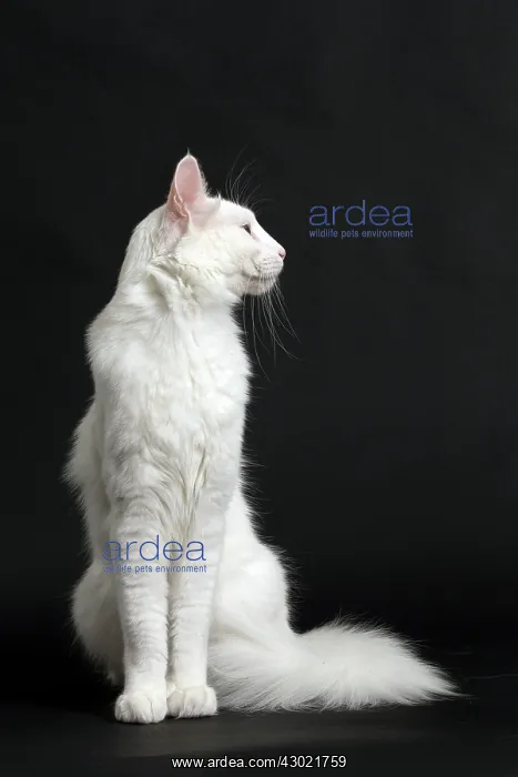  : Cat Turkish Angora