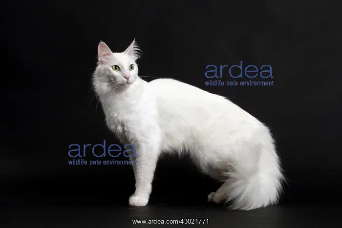  : Cat Turkish Angora