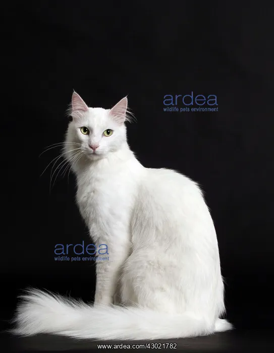  : Cat Turkish Angora