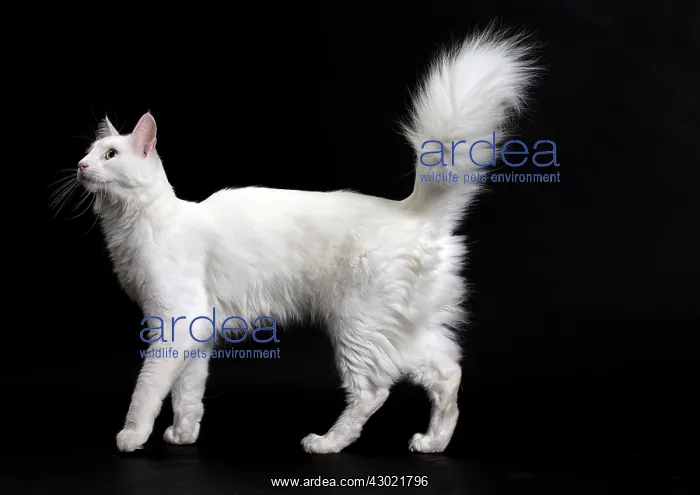  : Cat Turkish Angora