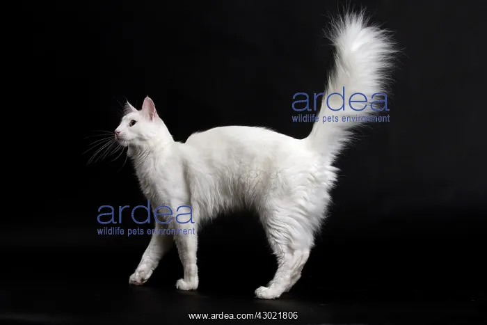  : Cat Turkish Angora