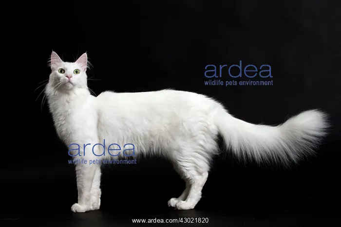  : Cat Turkish Angora