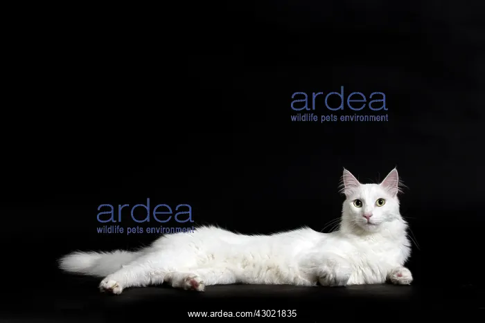  : Cat Turkish Angora
